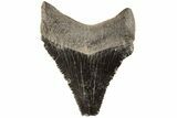 Serrated Angustidens Tooth - Megalodon Ancestor #202413-1